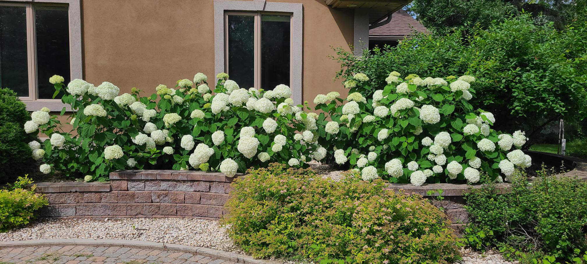 Incrediball Hydrangea Sheldon's
