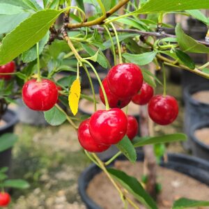 Juliet Cherry (fruit) (1)