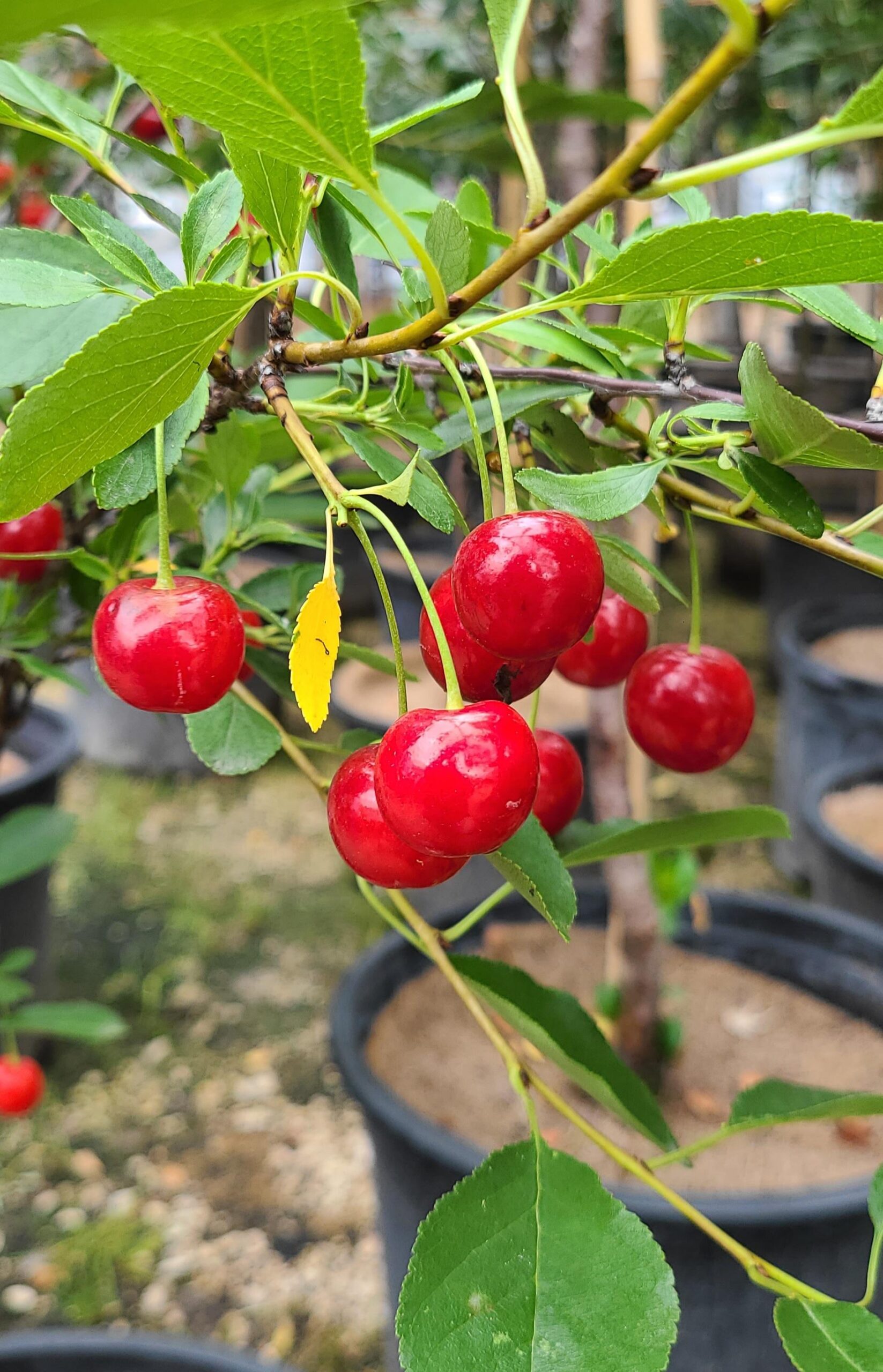Juliet Cherry (fruit) (1)