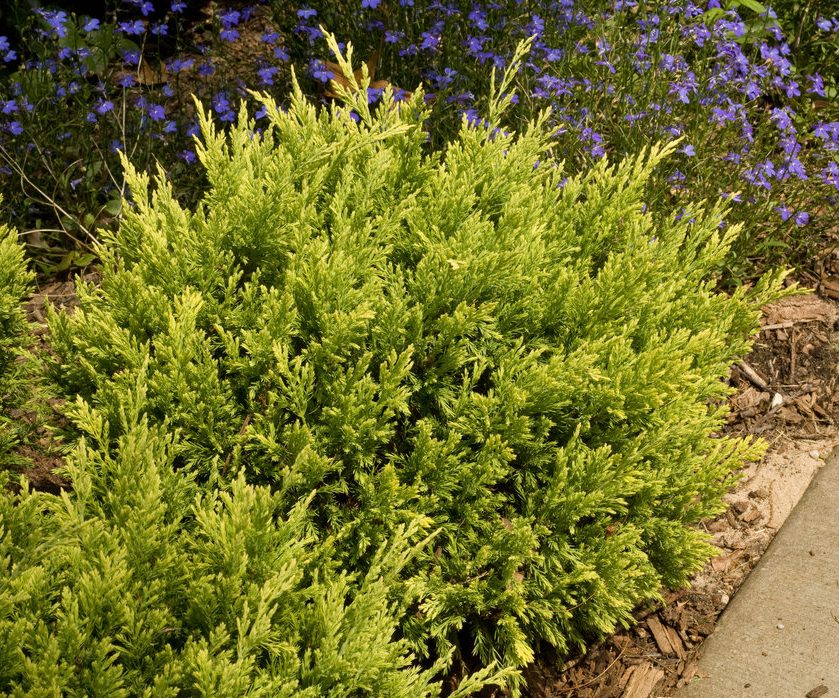 Juniper Good Vibrations Gold2