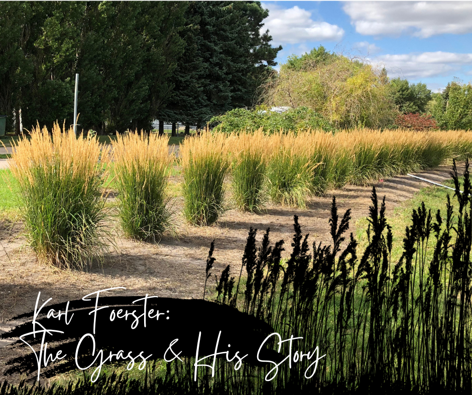 Karl Foerster The Grass & His Story Blog Photo