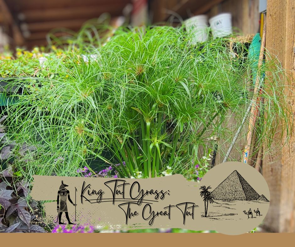 King Tut Grass The Great Tut Blog Photo