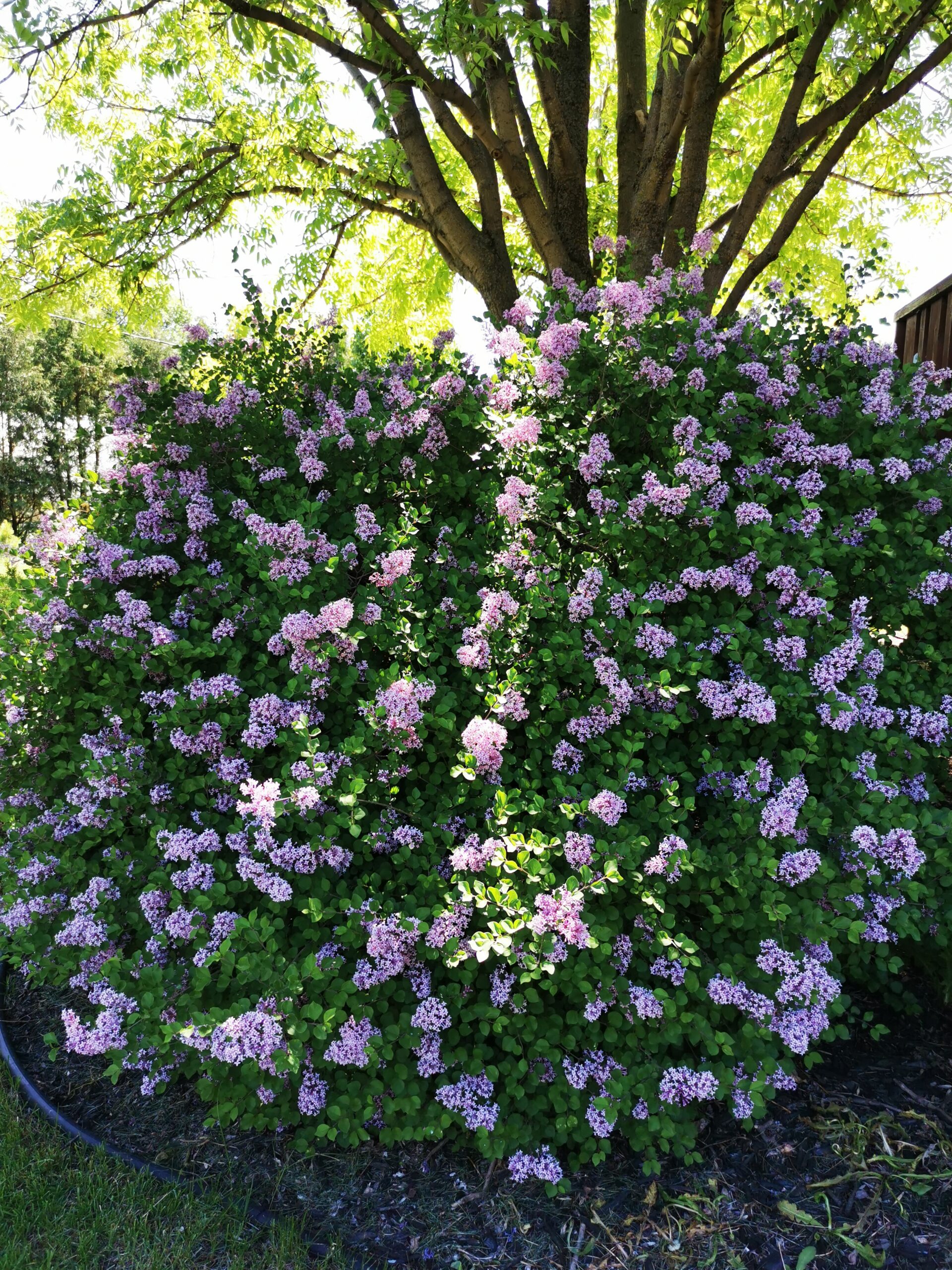 Little Leaf Lilac (bush W Blooms)