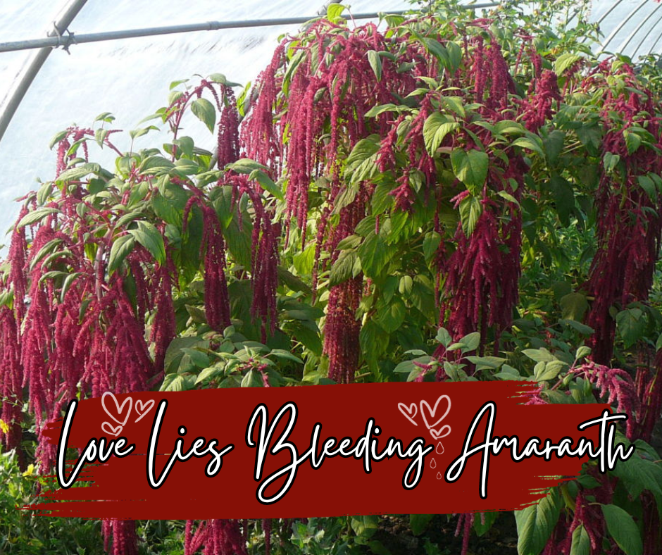 Love Lies Bleeding Amaranth