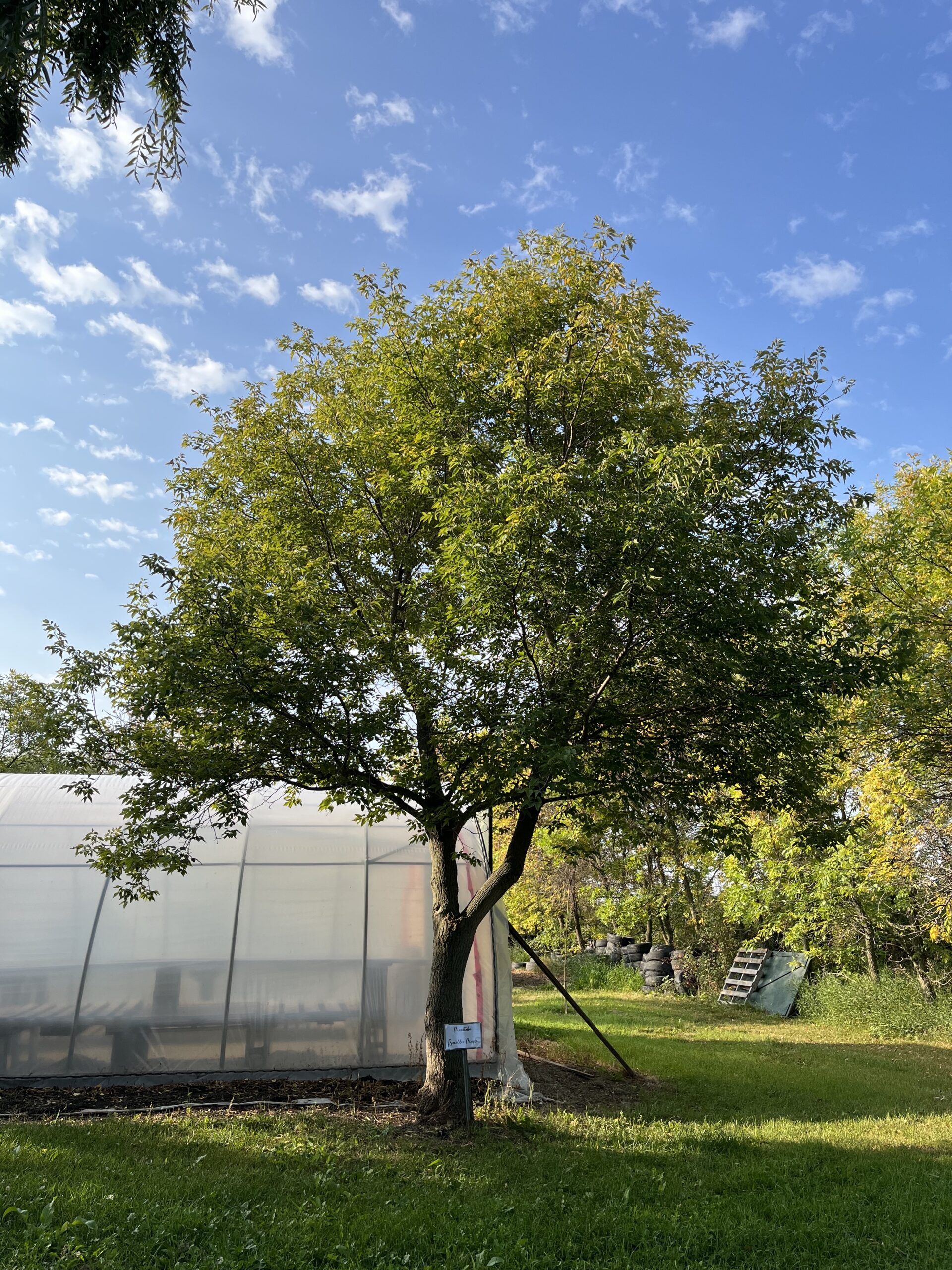 Manitoba Maple Established