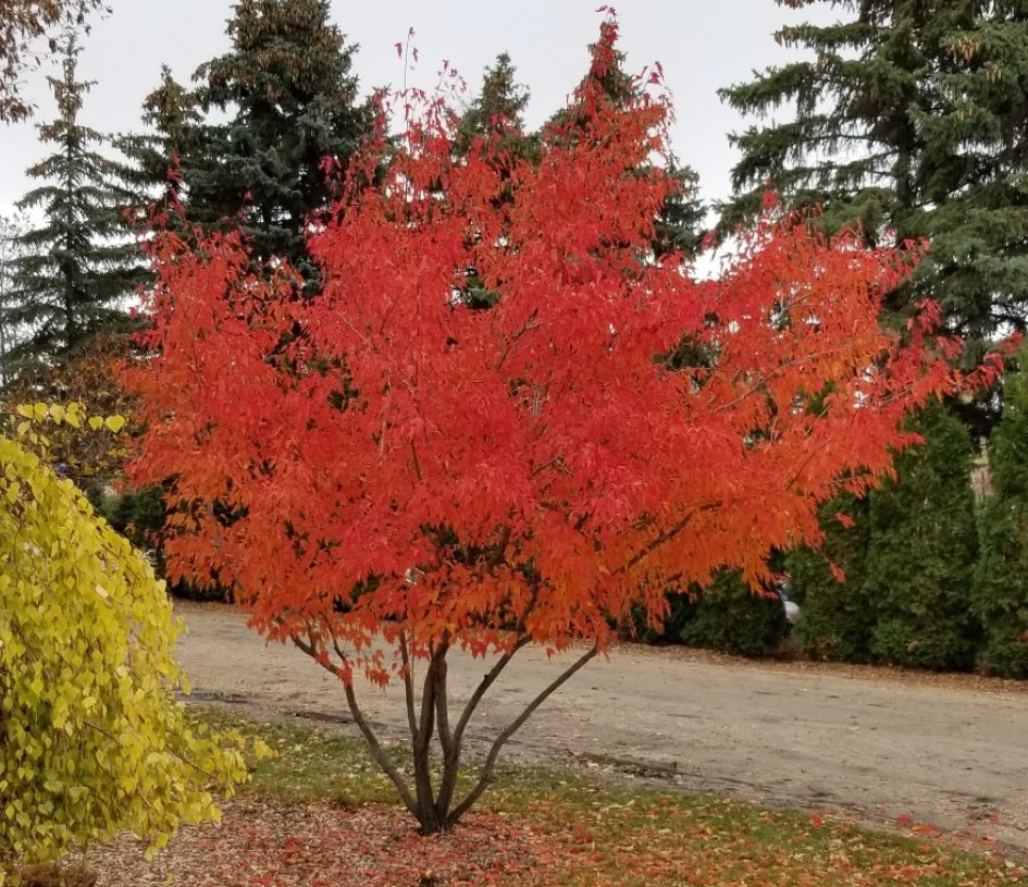 Maple Amur Royal Crown
