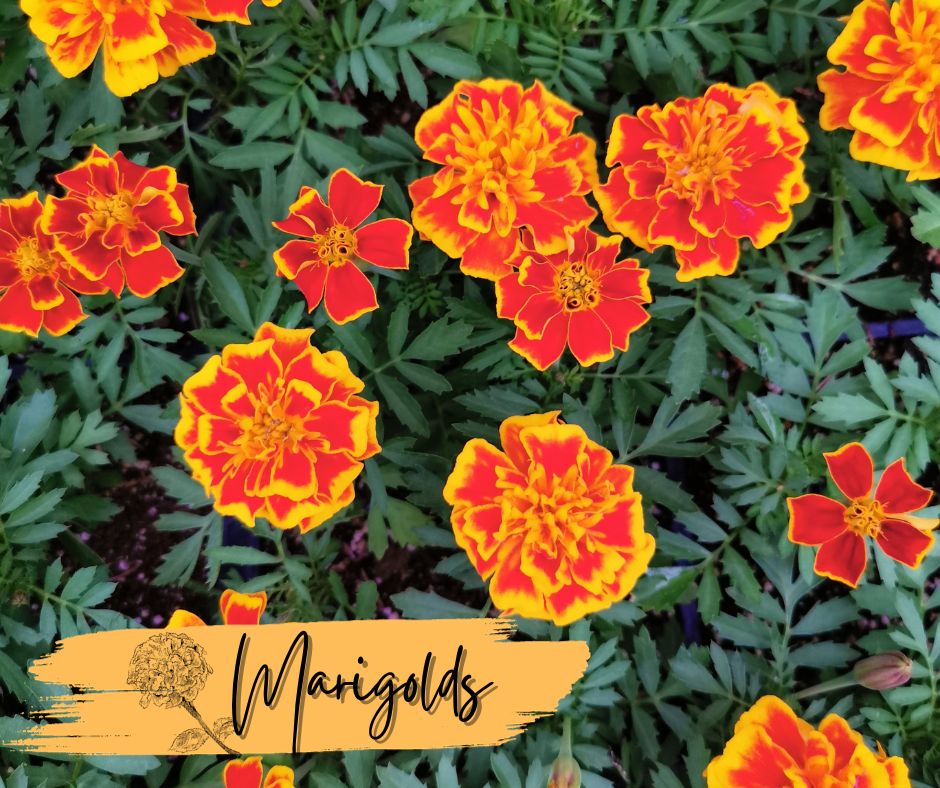 Marigolds Blog Photo