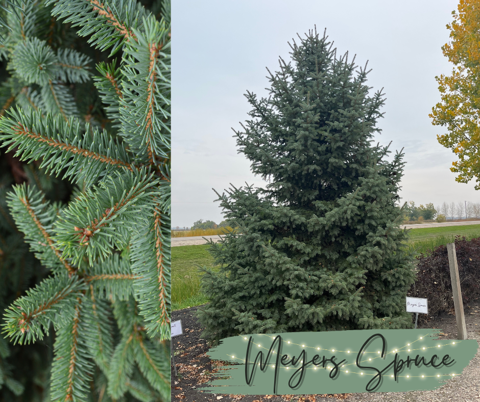 Meyers Spruce Blog Photo