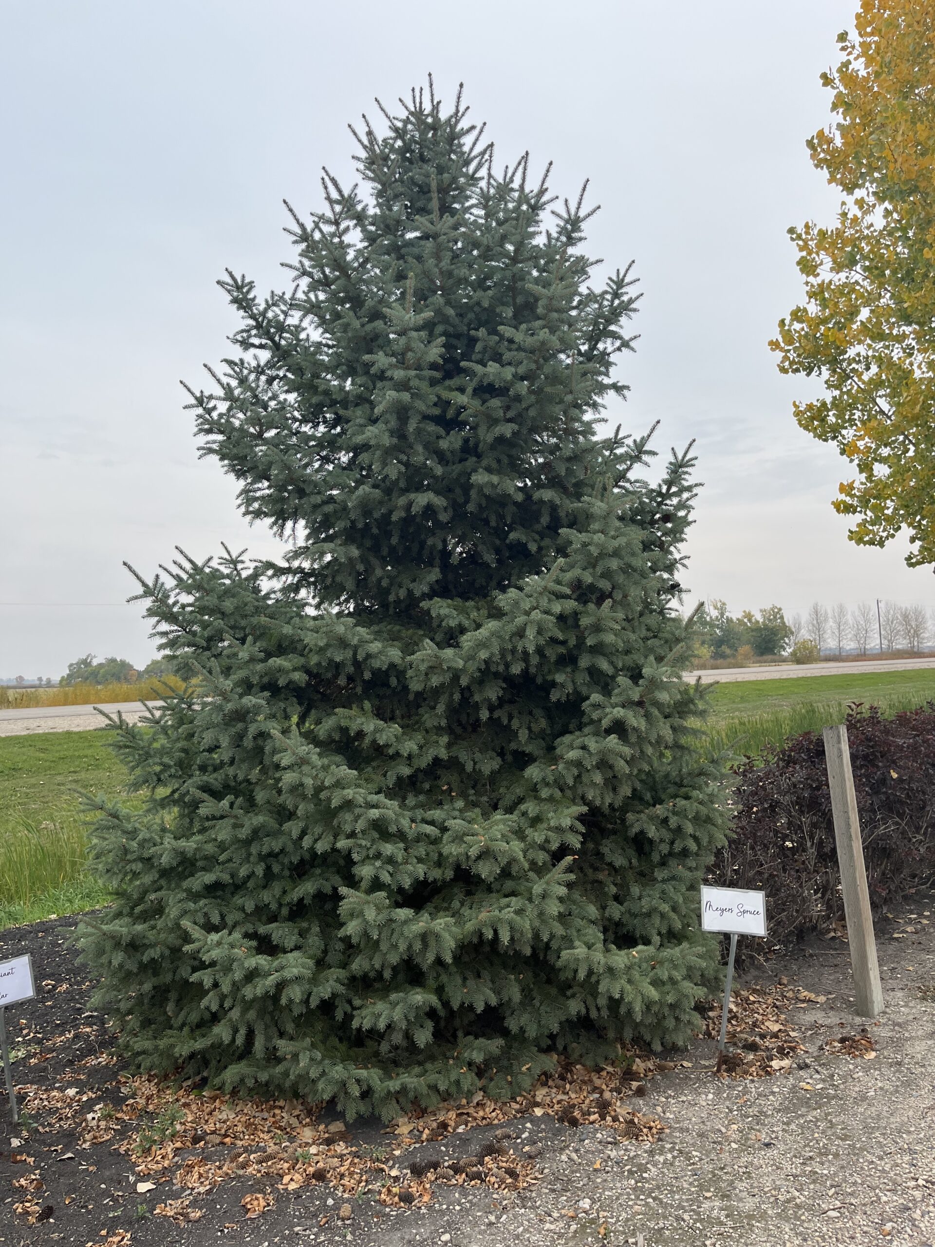 Meyers Spruce (established) (1)
