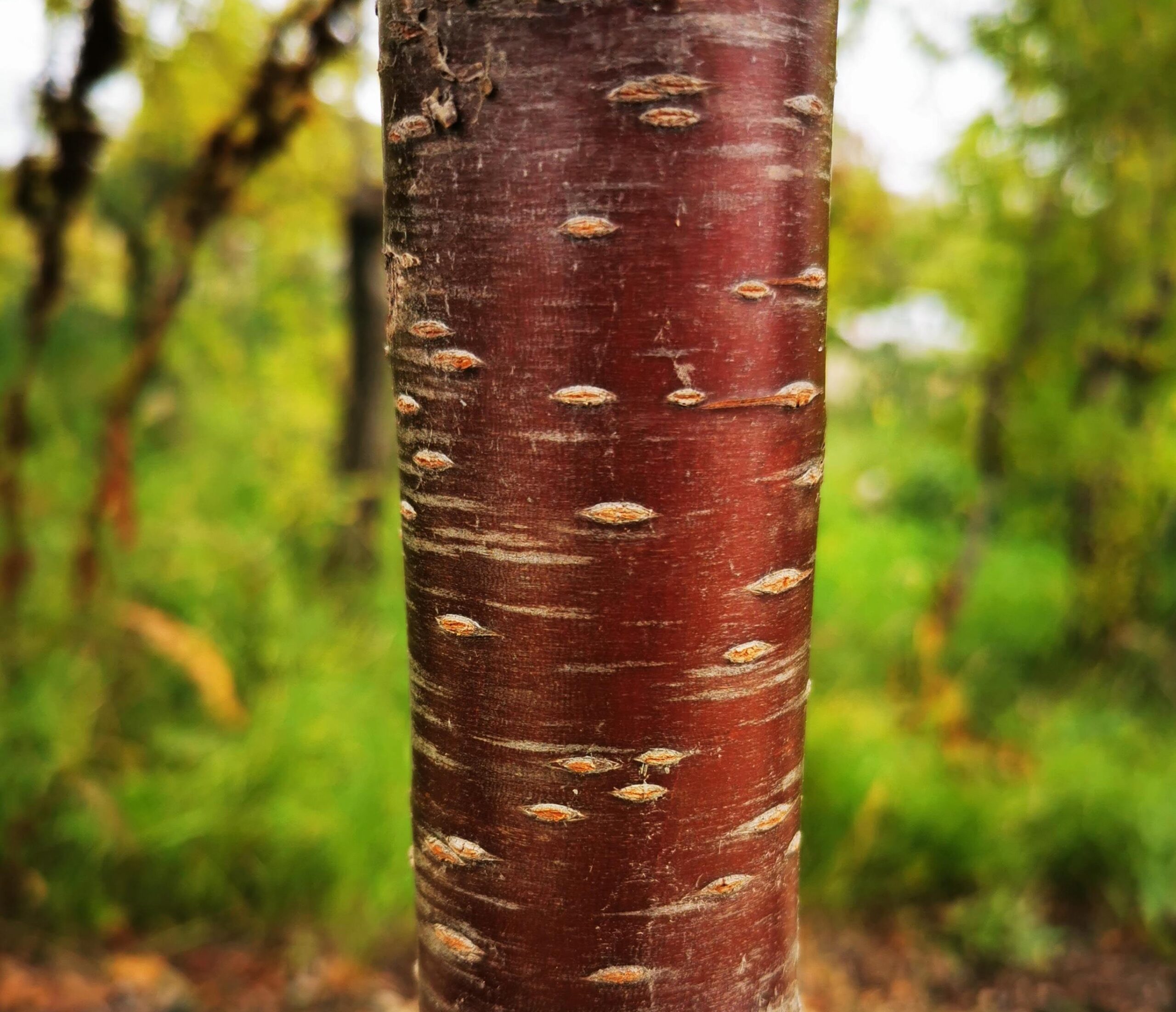 Ming Cherry Bark Falk Nurseries (1)
