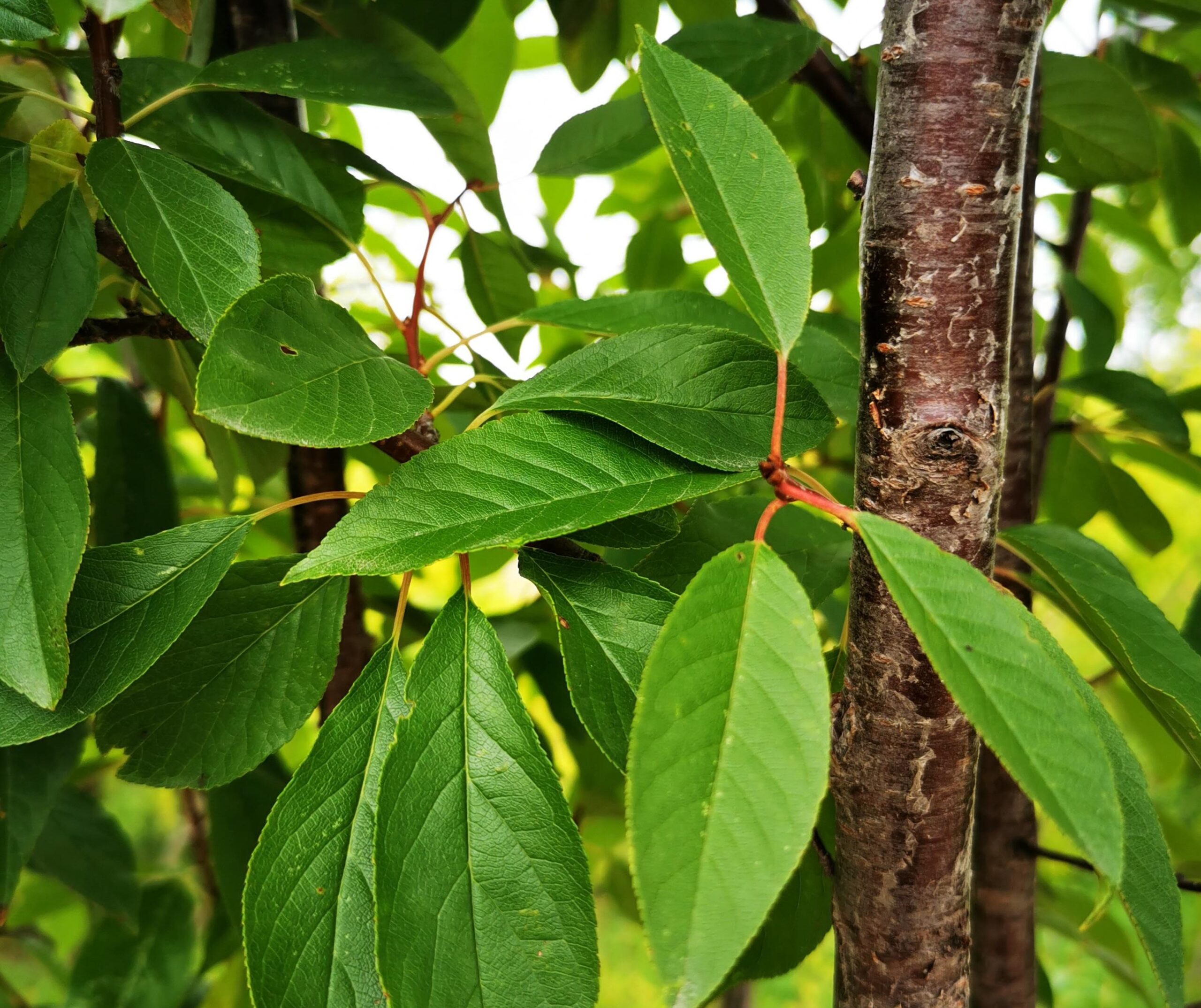 Ming Cherry Foliage Bark