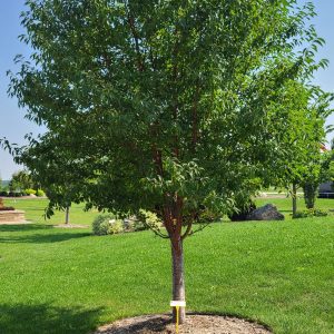 Ming Cherry Jeffries (planted) (2)