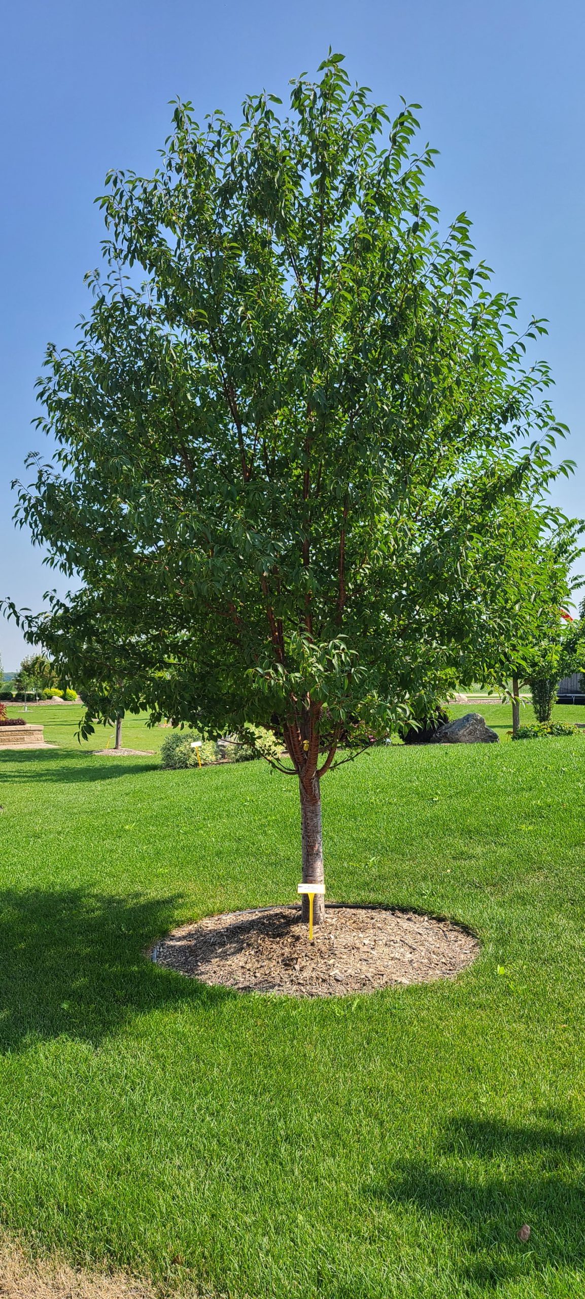 Ming Cherry Jeffries (planted) (2)
