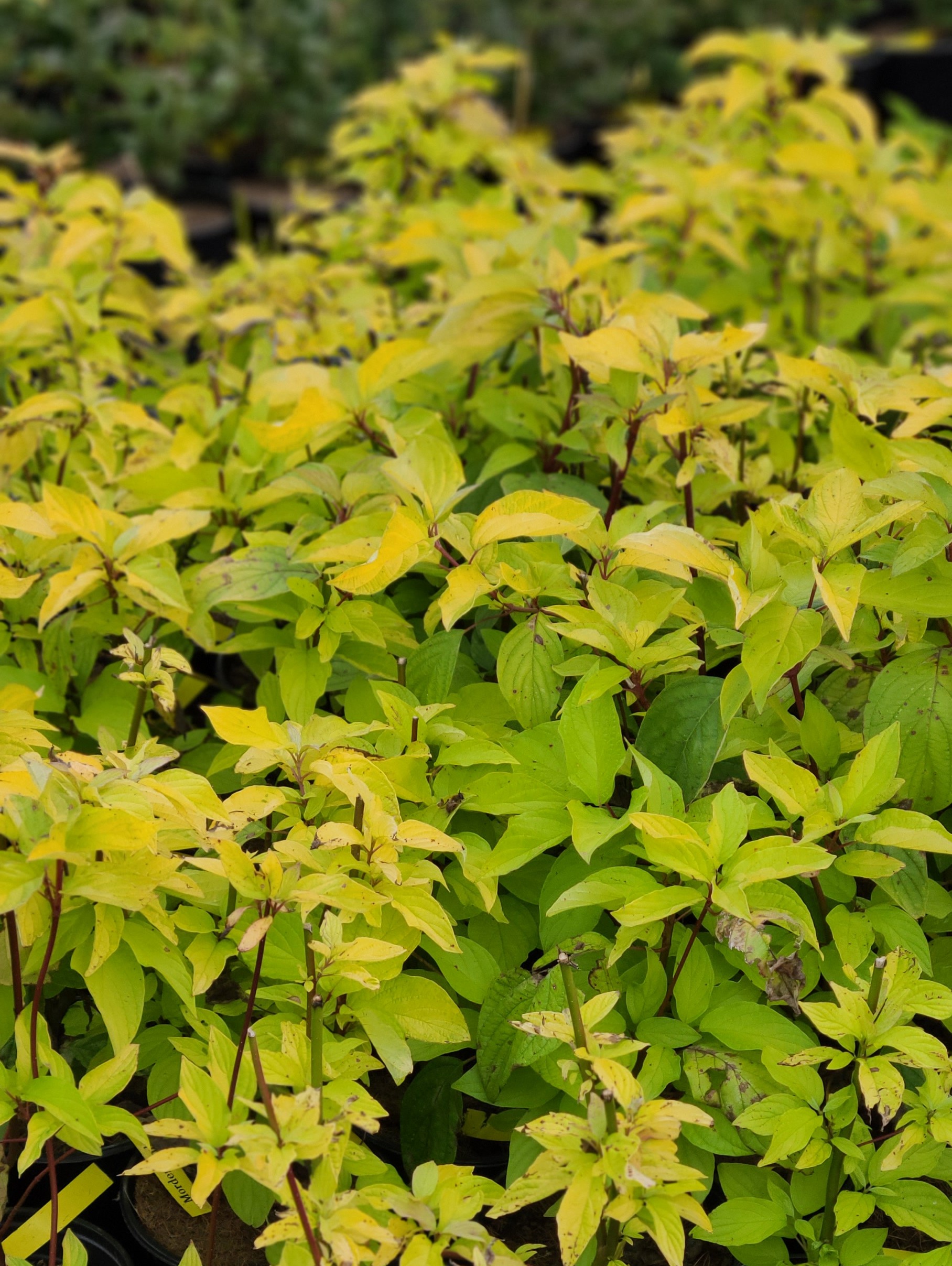 Morden Amber Dogwood (2)