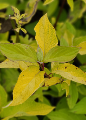 Morden Amber Dogwood Edited
