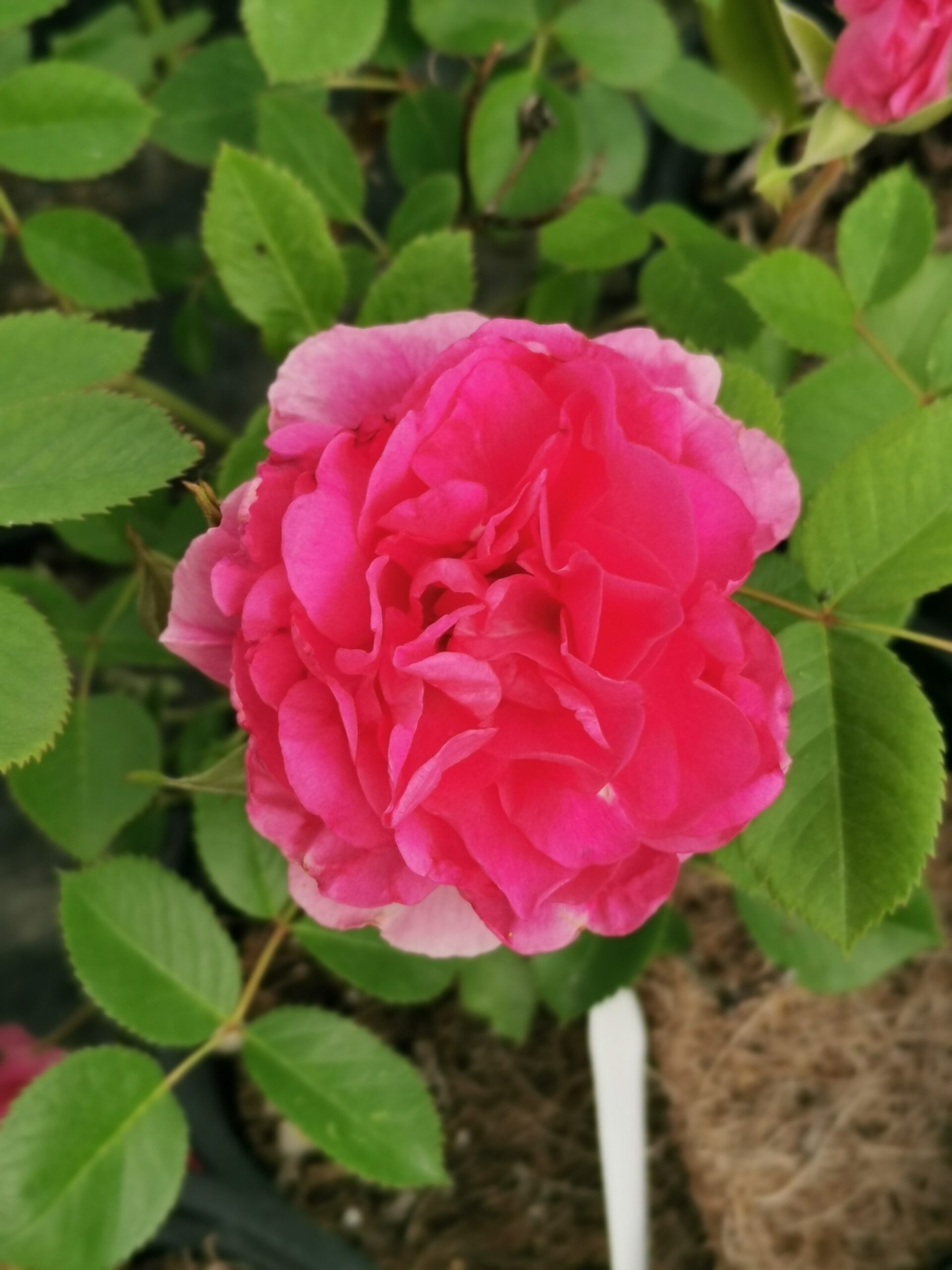 Morden Centennial Rose