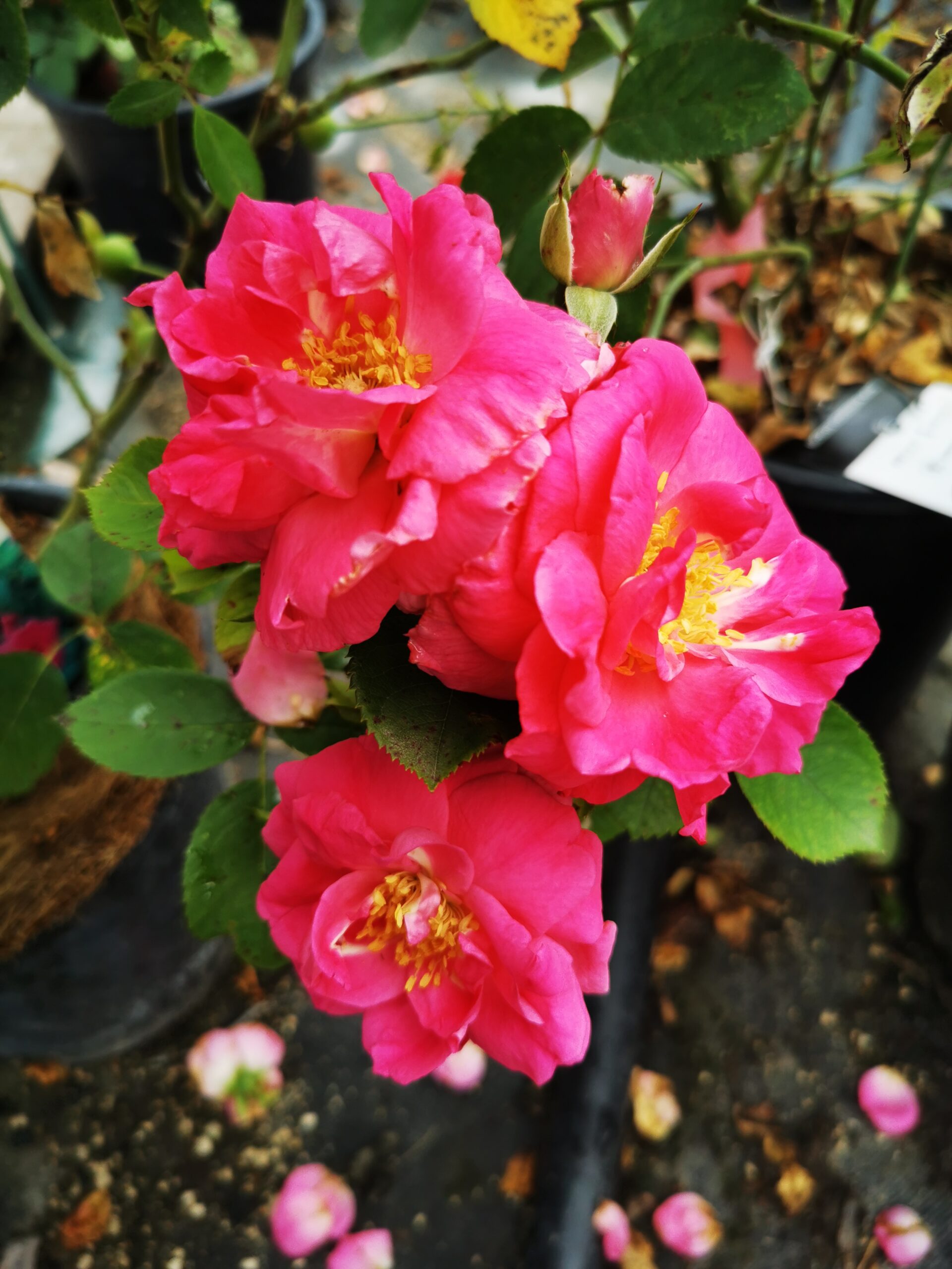 Morden Centennial Rose (1)