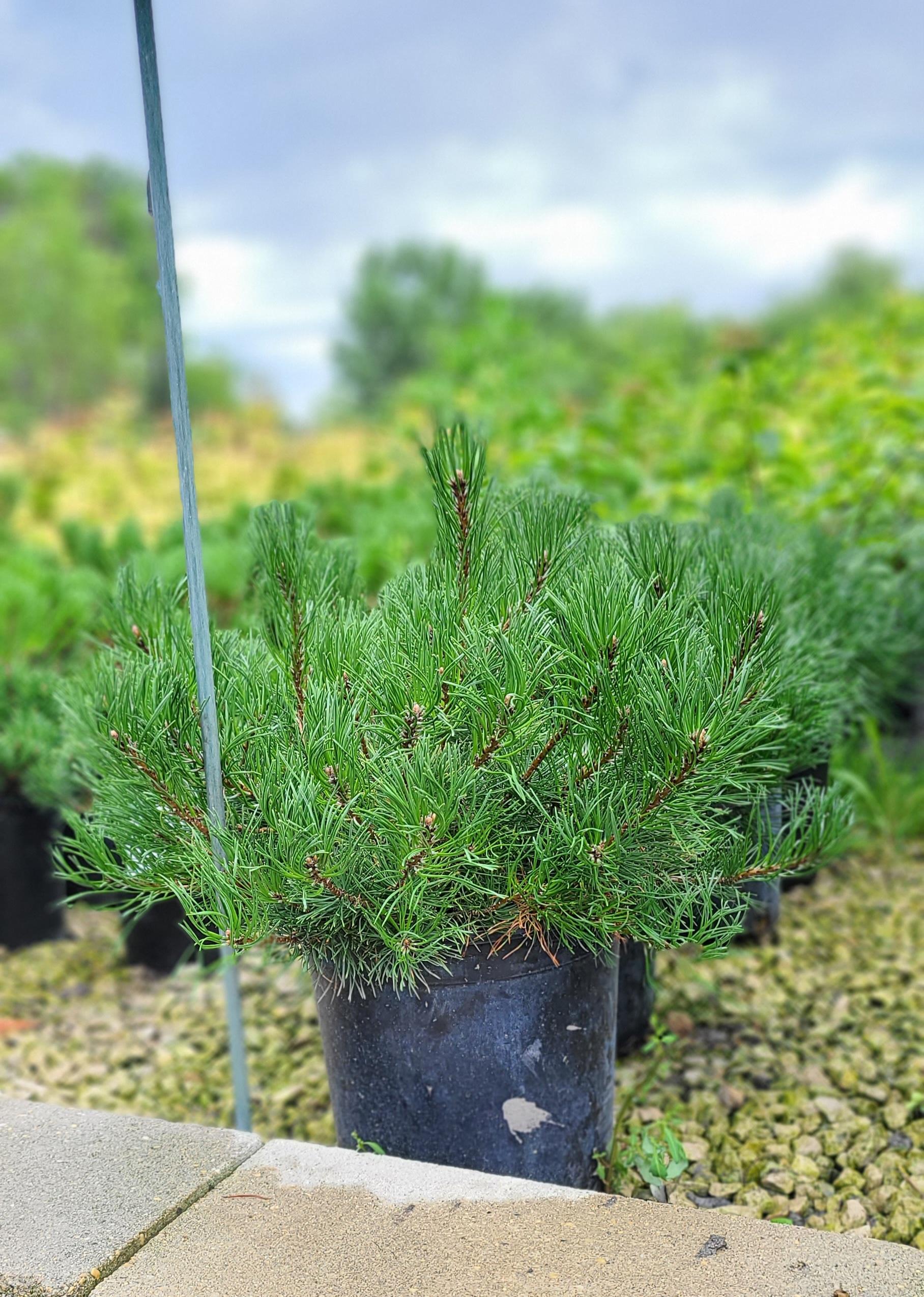 Mugo Pine