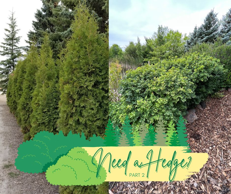Need A Hedge Blog Photo (1)