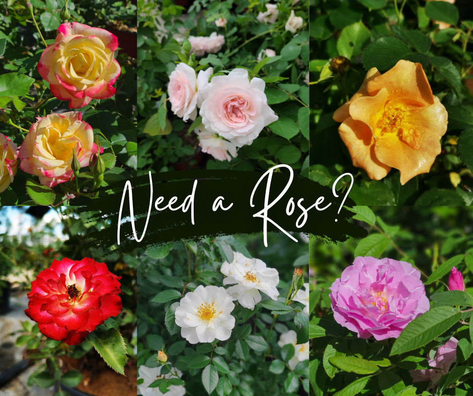 Need A Rose