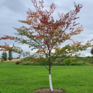 Night Rider Elm Established Early Fall Colour (1)