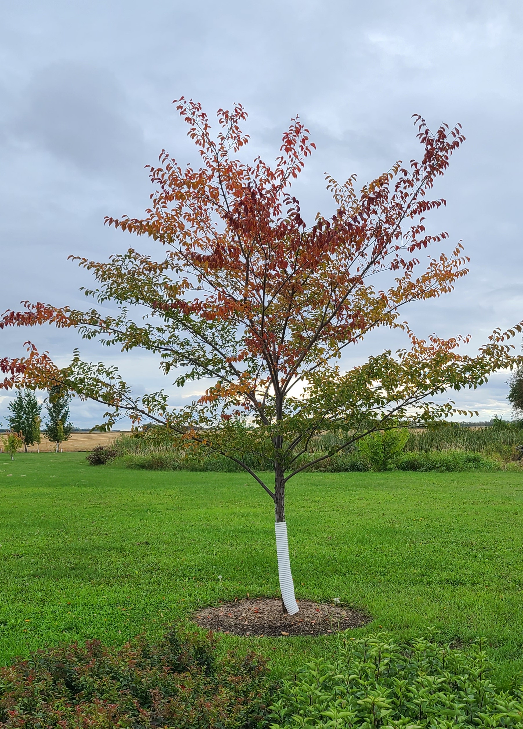 Night Rider Elm Established Early Fall Colour (1)