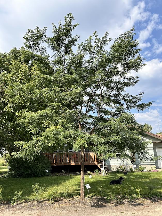 Northern Acclaim Honey Locust