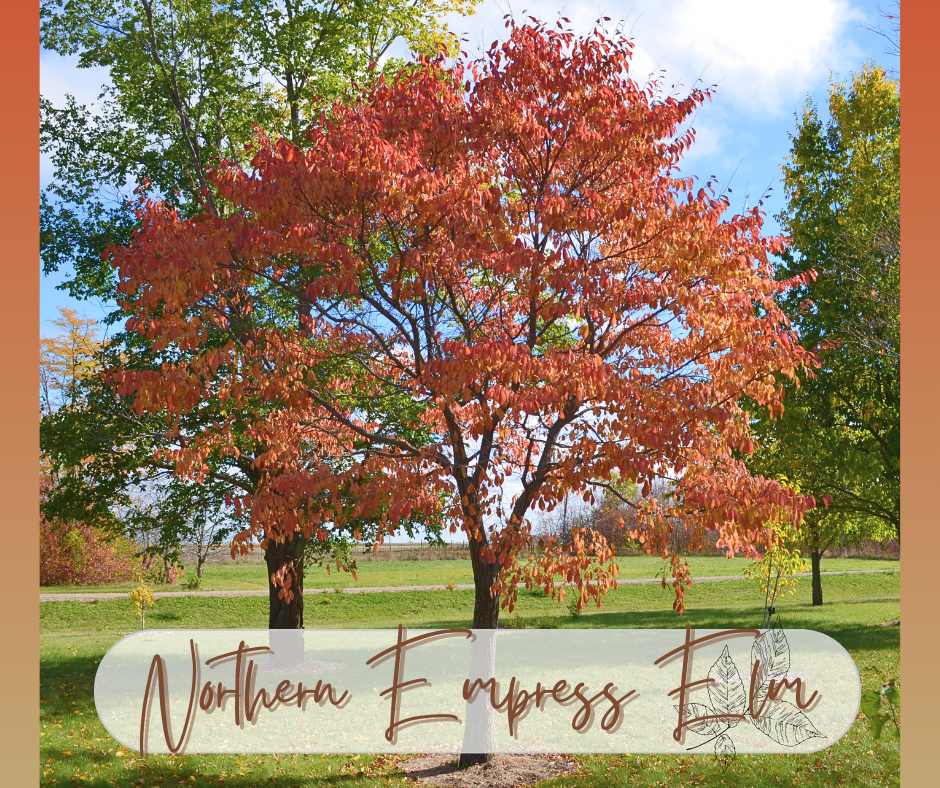 Northern Empress Elm Blog Photo