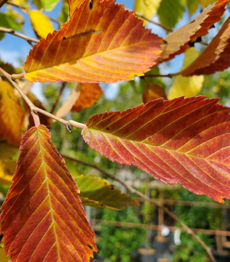 Northern Empress Elm Edited