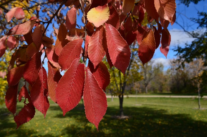 Northern Empress Elm Fall Colour (1)