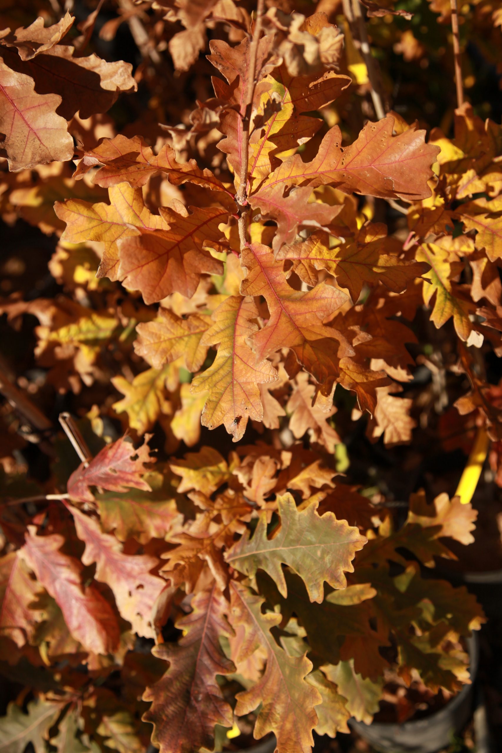 Oak Bur Kyle Friesen