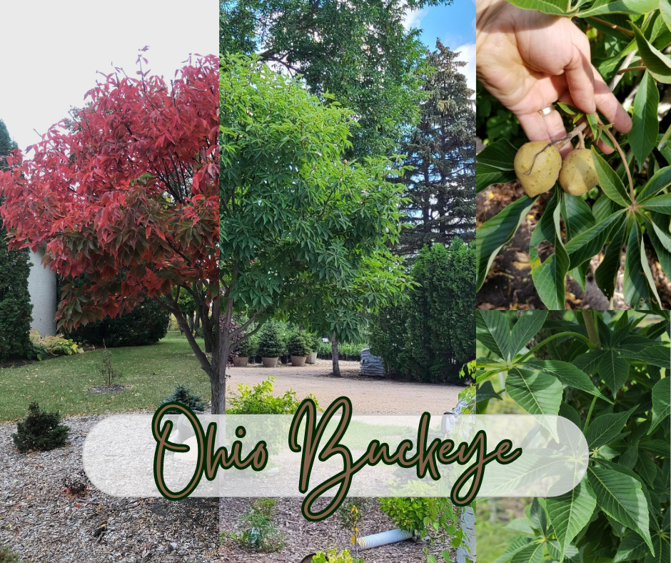Ohio Buckeye Blog Photo