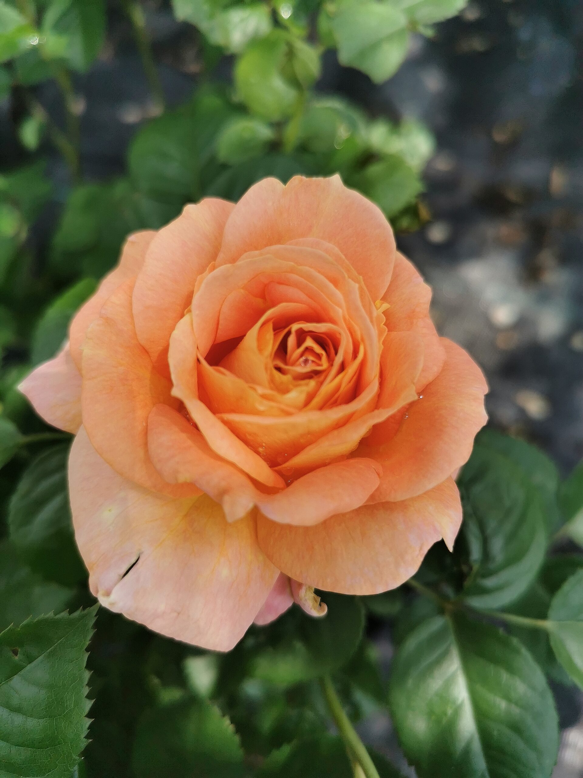 Olds College Rose (3)