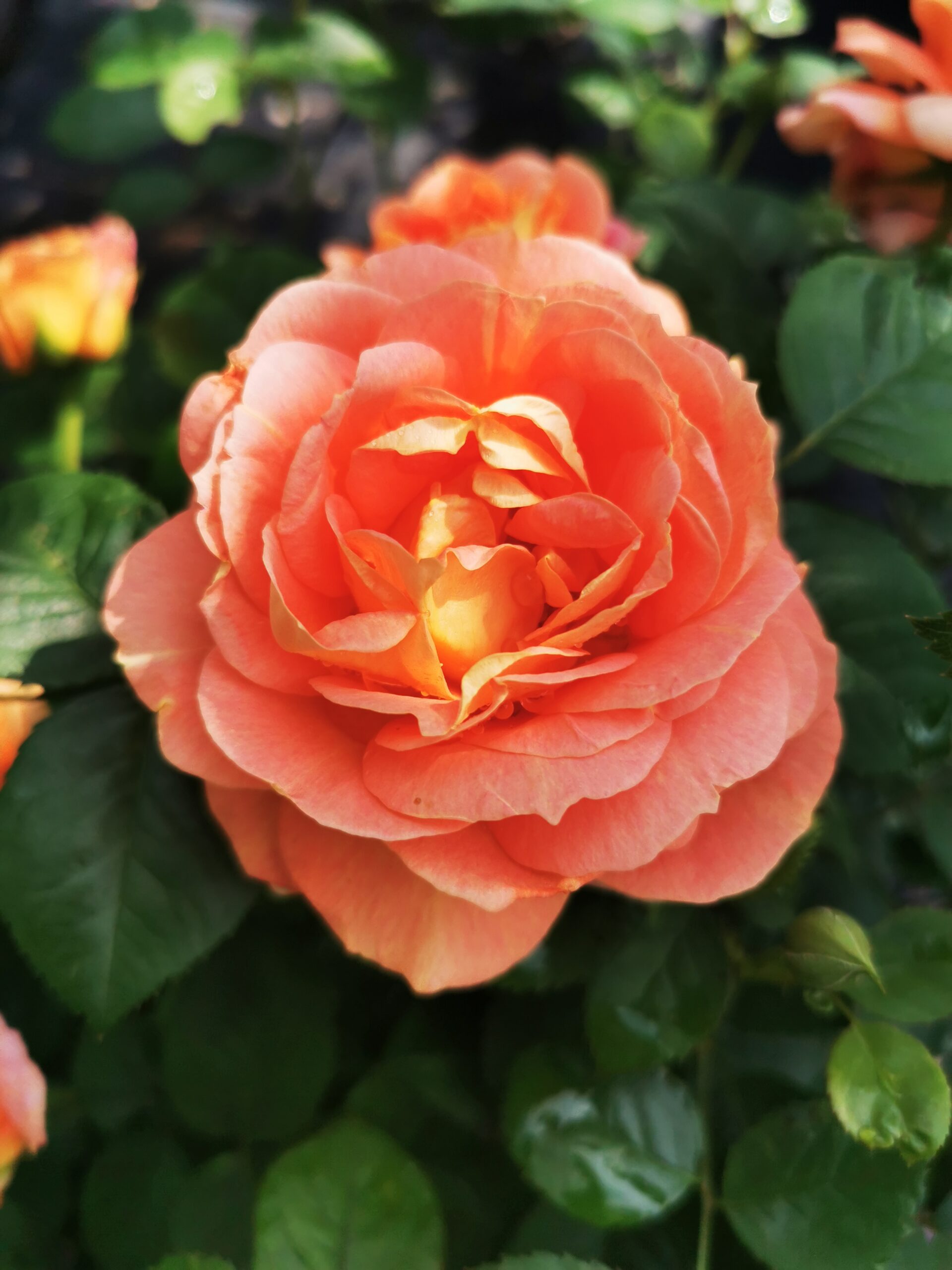 Olds College Rose (4)