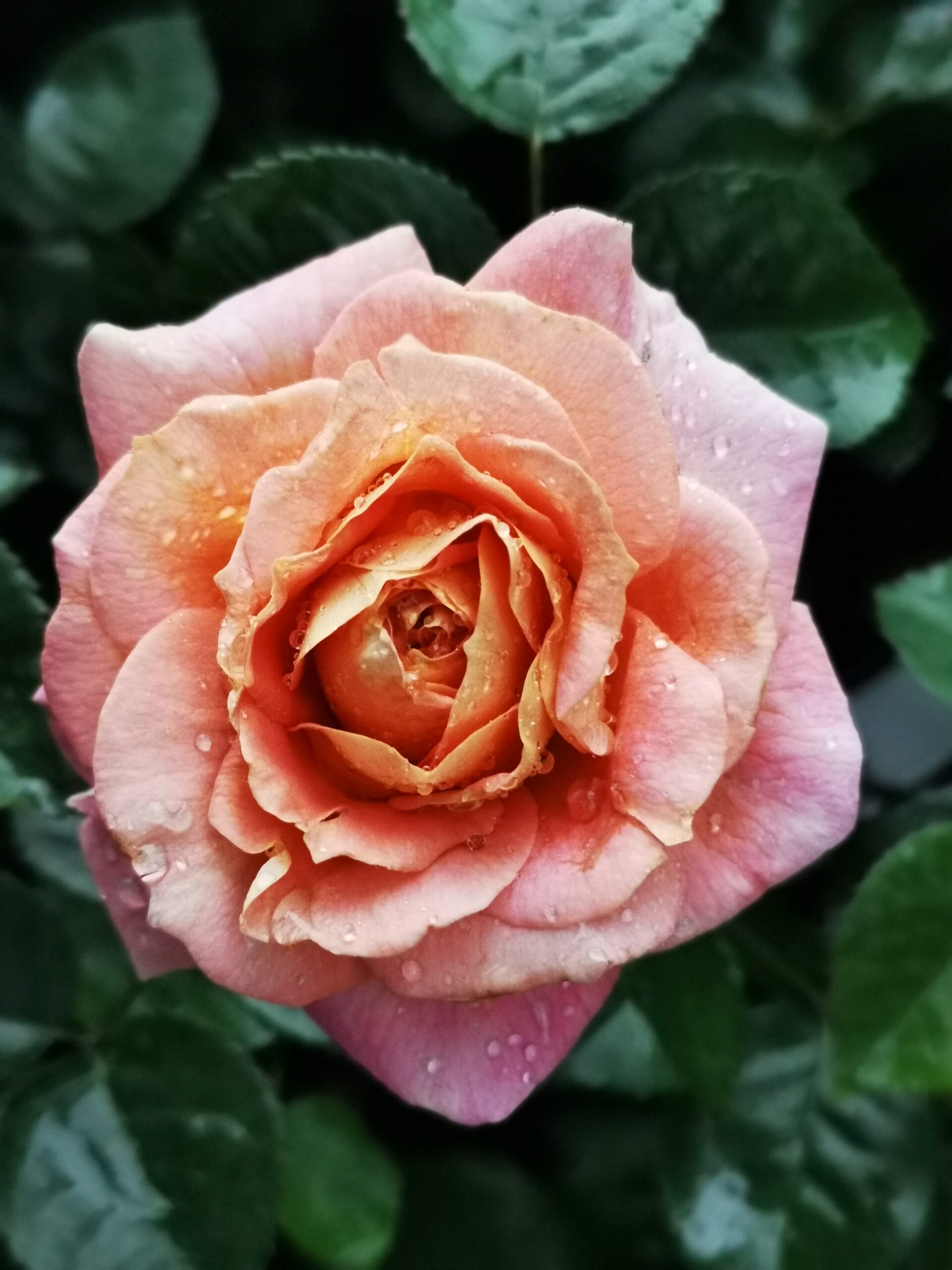 Olds College Rose (5)