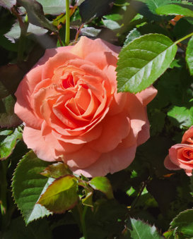 Olds College Rose Edited