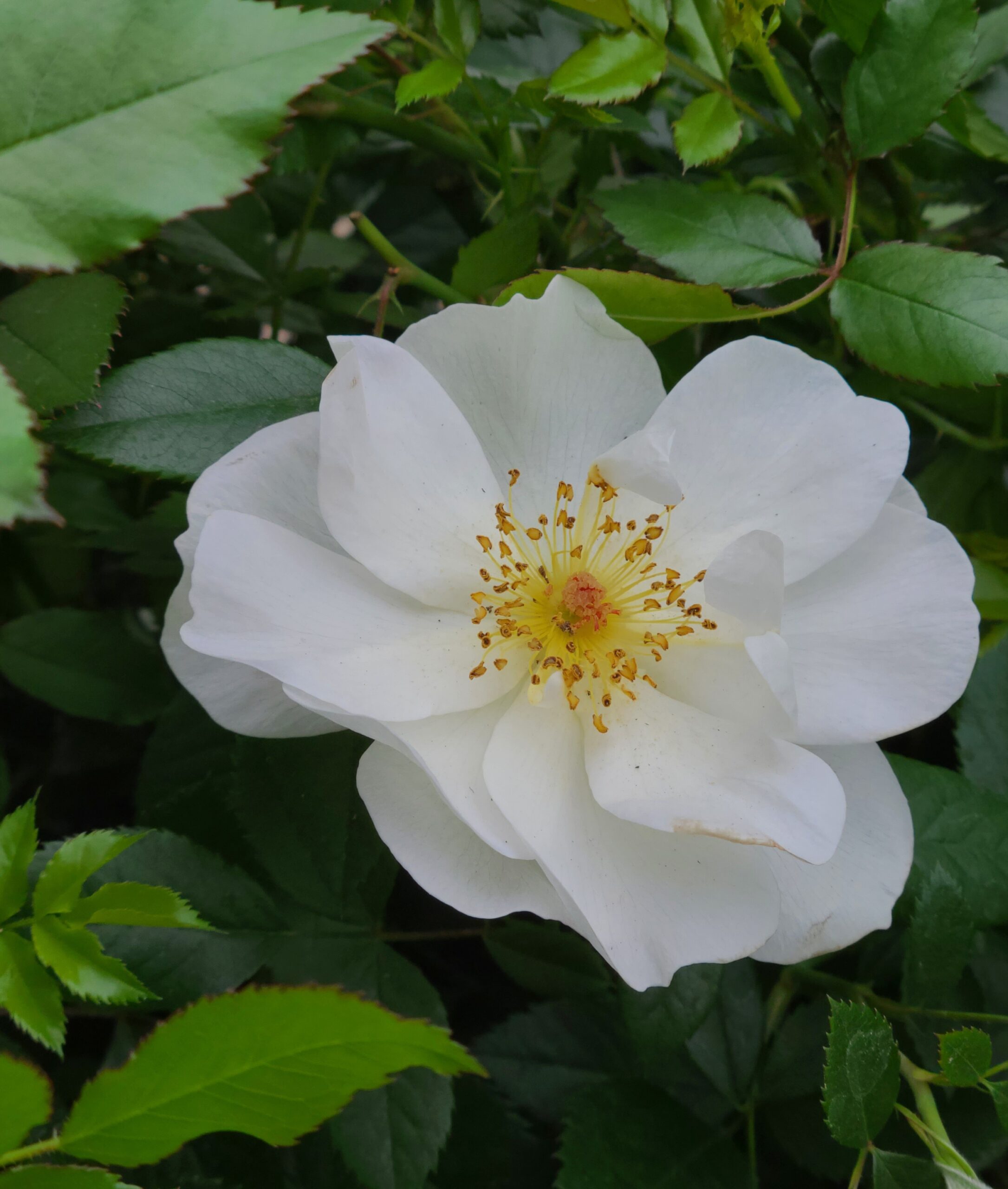 Oscar Peterson Rose