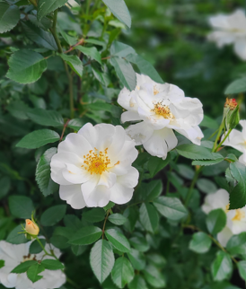 Oscar Peterson Rose Edited