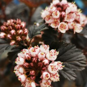 Panther Ninebark (bloom)