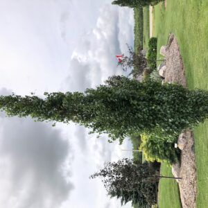 Parkland Pillar Birch Established Jeffries