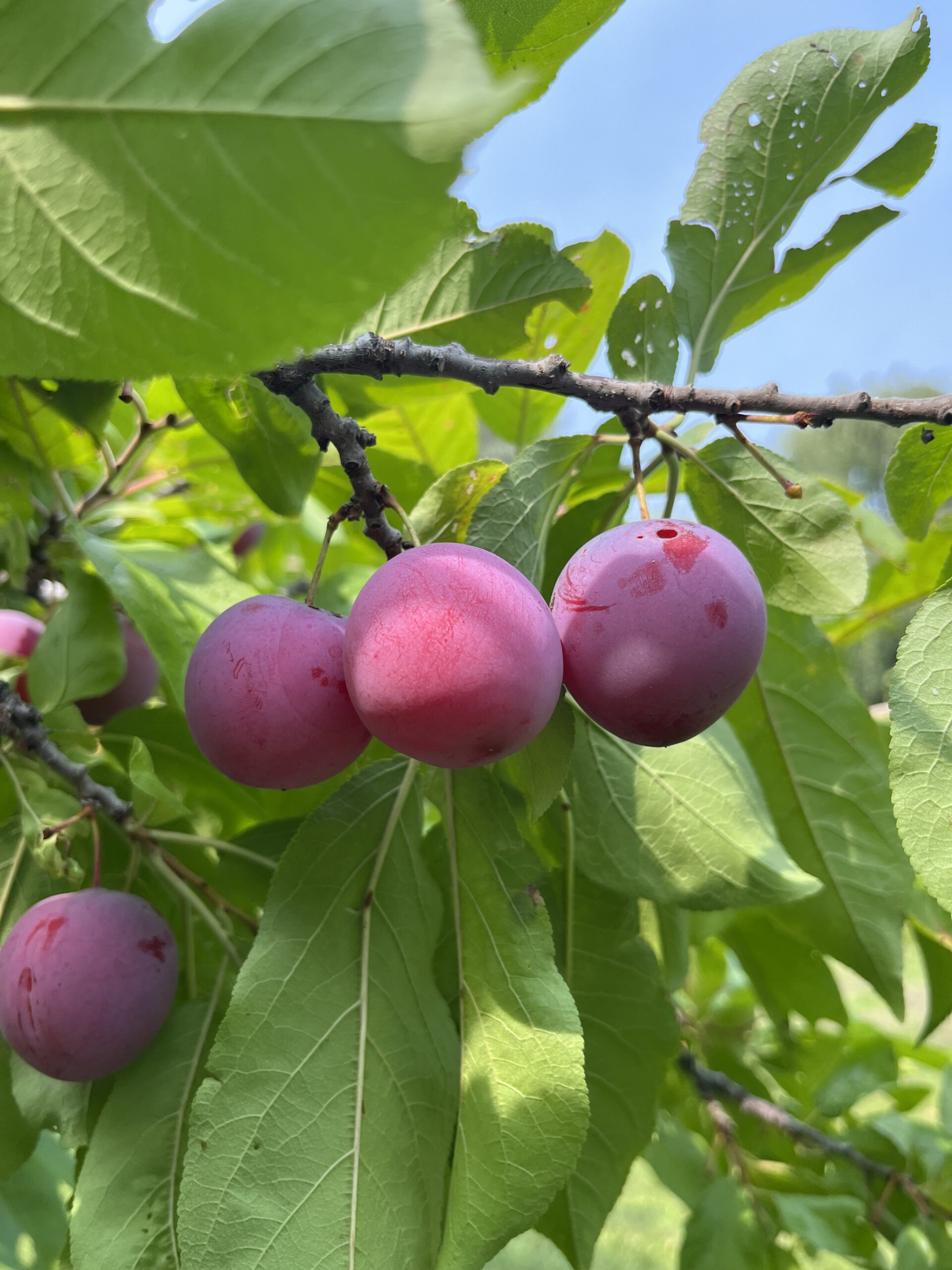 Pembina Plum (fruit)