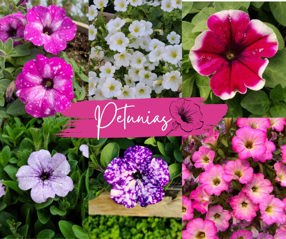 Petunias