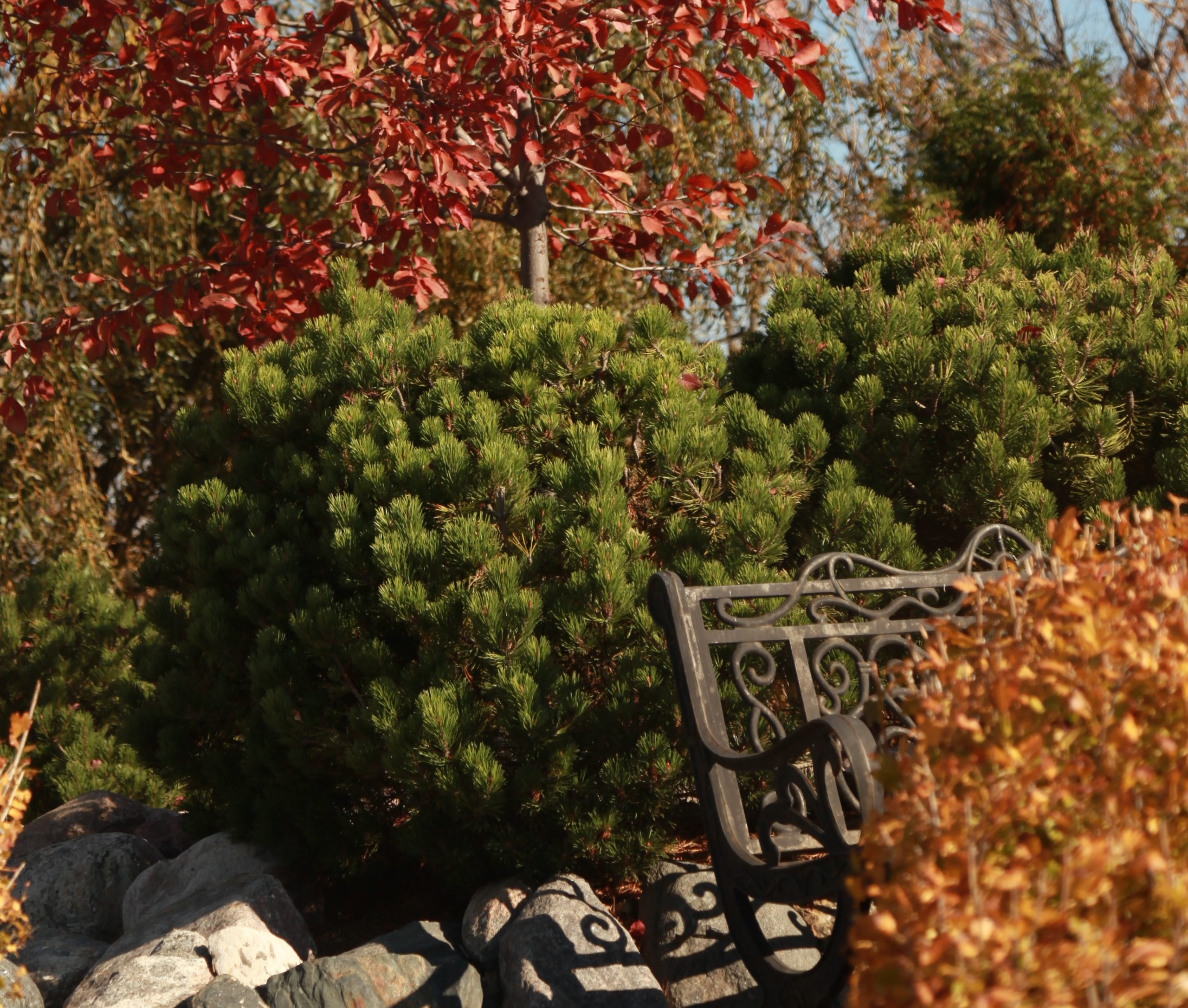 Pine Mugo Dwarf Falk Nurseries