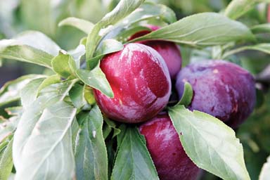 Plum Cherry Convoy Aubin Nurseries