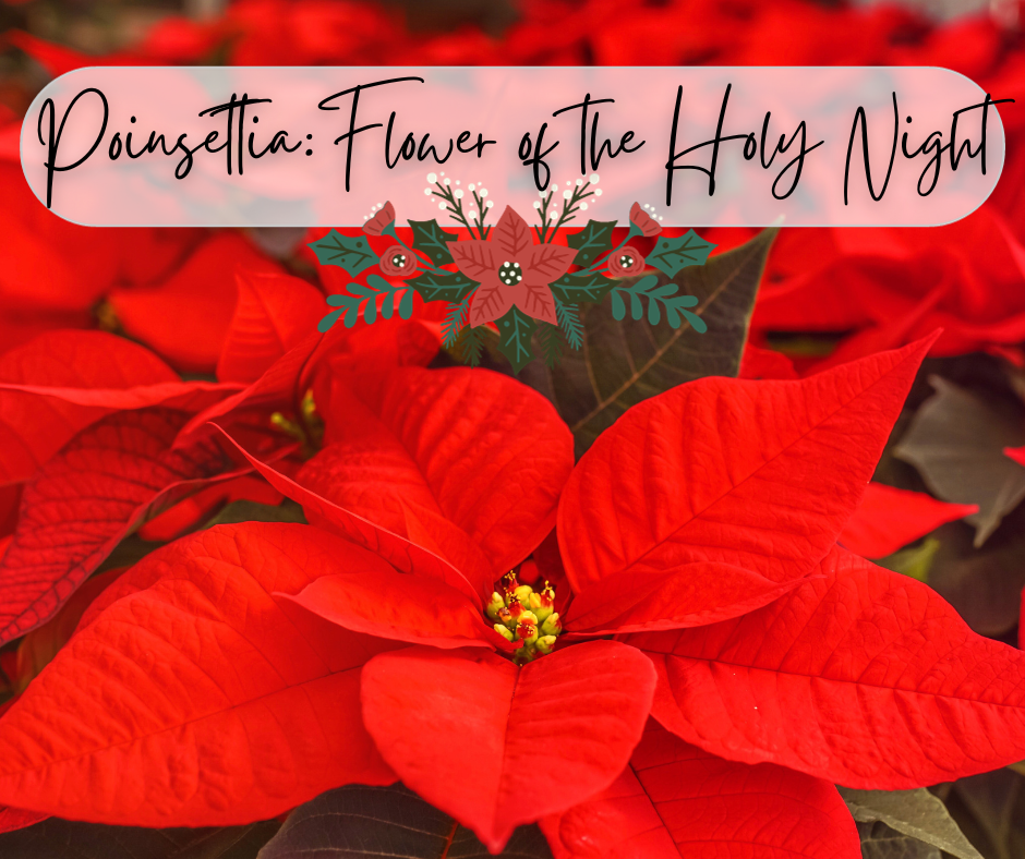 Poinsettia Flower Of The Holy Night Blog Photo