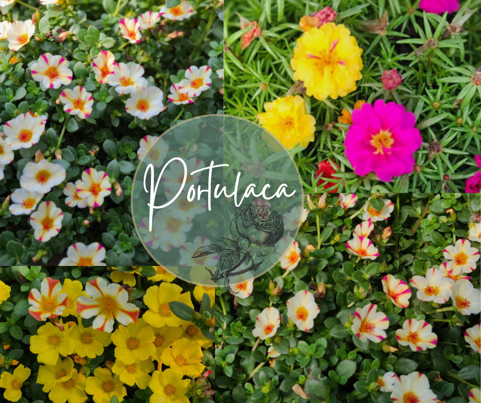 Portulaca