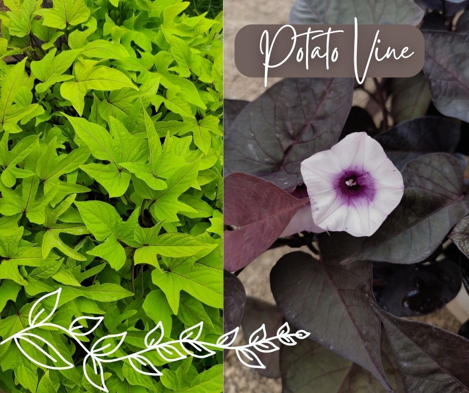 Potato Vine