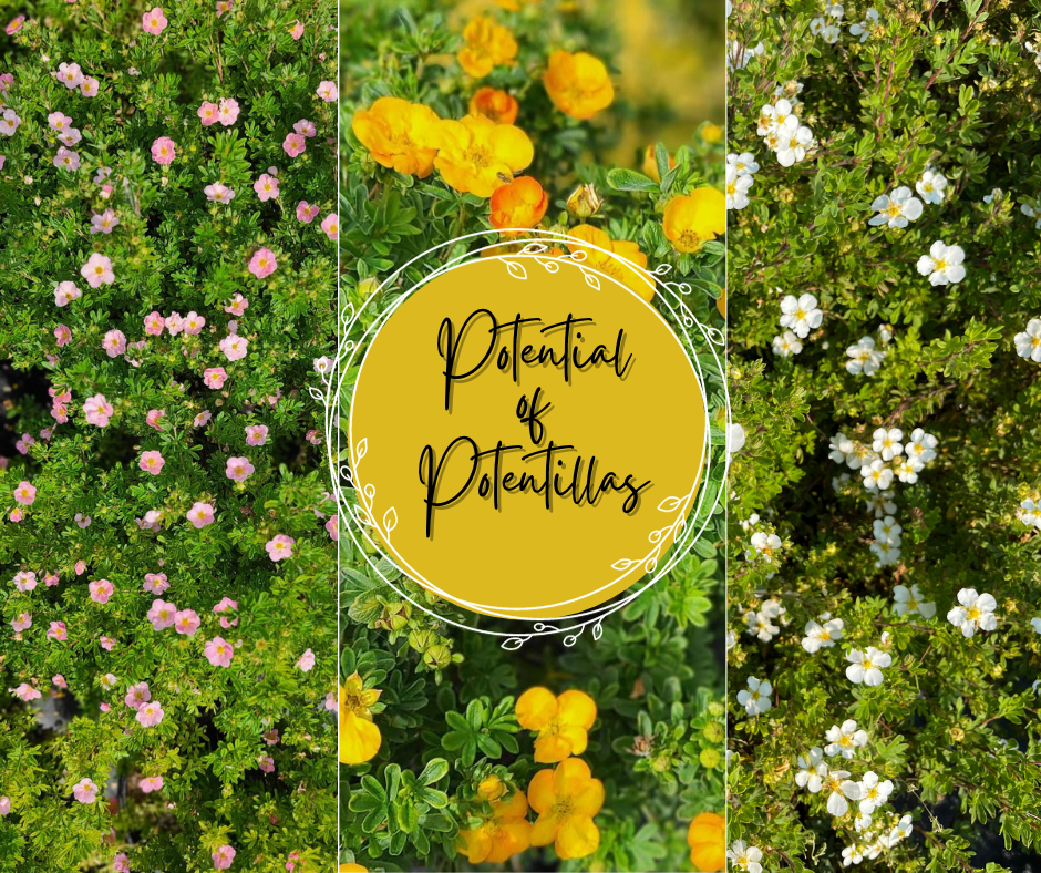 Potential Of Potentillas Blog Photo