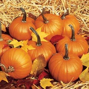 Pumpkin Baby Bear