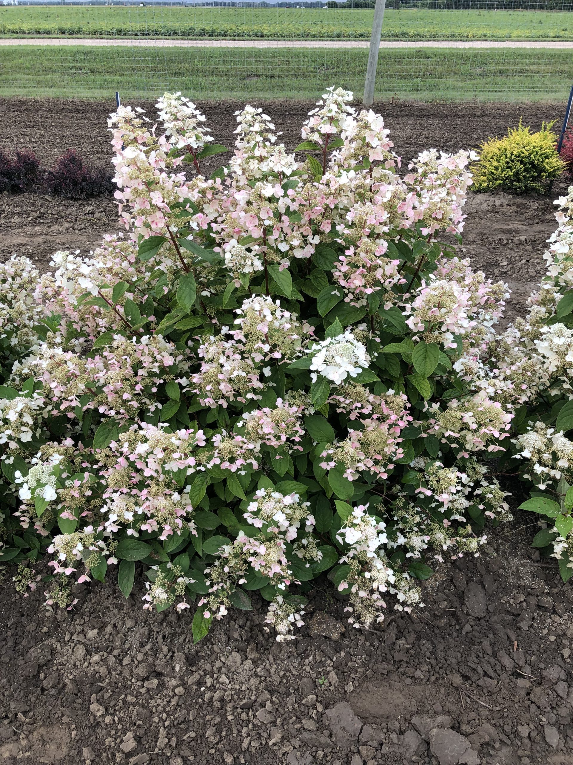 Quickfire Hydrangea (established) Jeffries